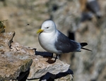 Kittiwake