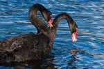 Black Swans Mating 1. 0A3A0285
