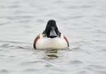 Shoveler