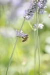 Insect_ 048