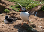 Puffins, Skomer Island