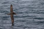 Southern Giant Petrel wing tip brushes sea surface, Falklands