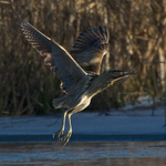 Bittern takes off from the northern reed beds at Otmoor