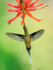 Long-billed Hermit in flight, Costa Rica