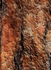 Bark Puzzle