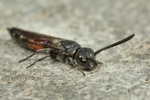 Sapyga quinquepunctata (f)