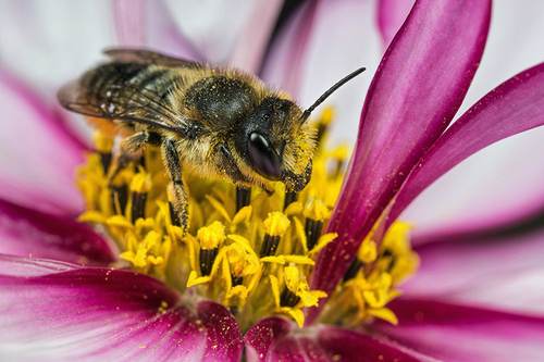 [i]Megachile centuncularis[/i] female, on cosmos flower. Staffordshire garden, August 2015.