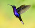 Violet Sabrewing (male) hovering, La Paz Gardens, Costa Rica