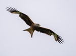 Red Kite