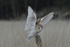 Barn owl