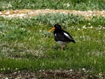 Oystercatcher