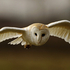 Barn Owl in Flight