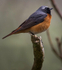 Common Redstart Male