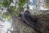 Wide angle photography of a Silver leaf monkey in Malaysia.