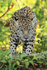 Adult female Jaguar approaches, front view, Rio Sao Lourenco, Brazil