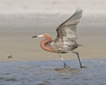 Reddish Egret wings raised, Fort De Soto Park, Florida