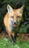 Red Fox Kit #11