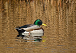Mallard