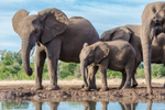 Elephant Baby 14