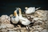 Threes A Crowd