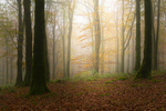 Lost into the Forest