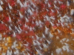 Aurelia aurita (scyphistoma)