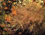 Tubularia larynx