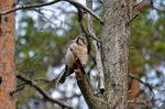 Northern Hawk Owl