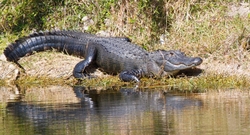 Aligators _0052