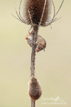 Harvest Mice 260313-1348a