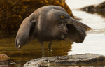 Heron Fishing 2