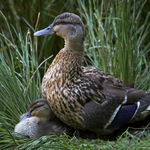 Mallard and ducklings