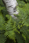 Birch in Bracken