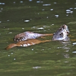 Otter