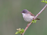 Whitethroat - Sylvia communis