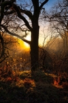 Golden-Glow