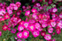 Rose Week at Lady Dixon Park -1