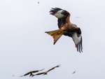 Red Kite