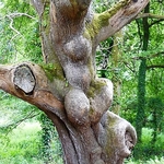 'Eve', Lost Gardens of Heligan, Cornwall