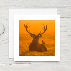 Red Deer