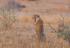 Cheetah Yawning