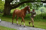 356-CREEVAGHSTABLES_IFICUDIWUD-Tim_Cheffings portfolio