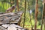 Spotted Dove portfolio
