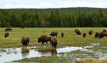 Home on the range