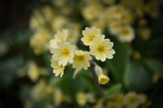 Welsh Primrose_ACP_2096