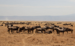 Wildebeest portfolio