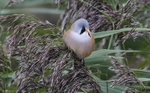 Bearded Tit, Male