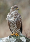 Buzzard