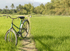Bicycle and rice field Nha Trang, Vietnam