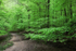 Arching Boughs